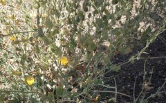 Glaucium flavum