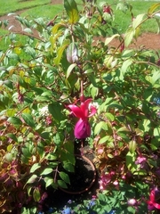 Fuchsia