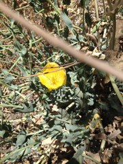 Glaucium flavum