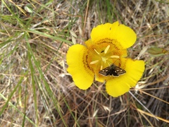 Calochortus luteus