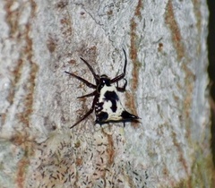Micrathena cubana
