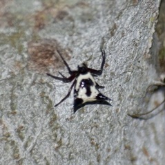 Micrathena cubana