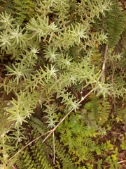 Sedum griseum