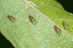 Sarucallis kahawaluokalani