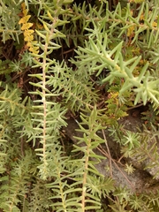 Sedum griseum