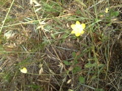 Platystemon californicus