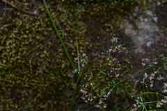 Galium rubrum