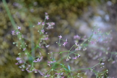 Galium rubrum