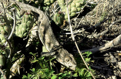 Bradypodion occidentale