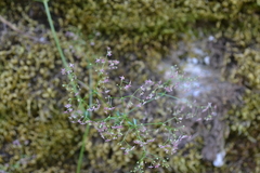 Galium rubrum
