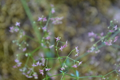 Galium rubrum