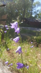Campanula persicifolia
