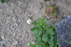 Drymocallis rupestris