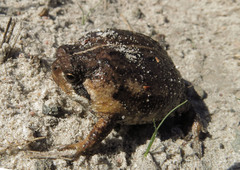 Breviceps rosei rosei