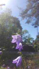 Campanula persicifolia