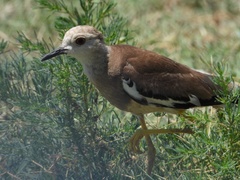 Vanellus leucurus