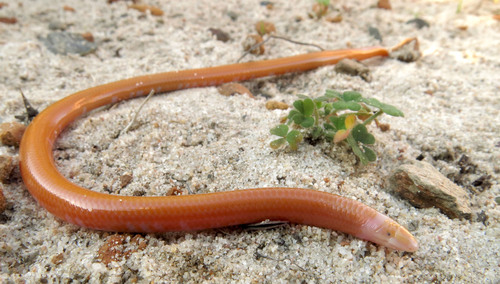 Southern Blind Legless Skink
