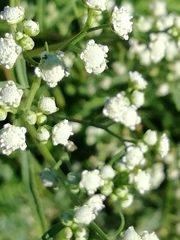Parthenium hysterophorus