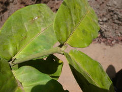 Oxyanthus racemosus