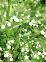 Parthenium hysterophorus