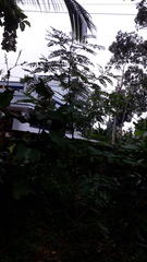 Sesbania grandiflora