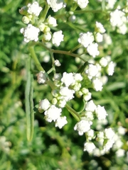 Parthenium hysterophorus