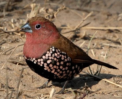 Reddish-throated Twinspots
