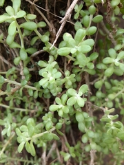 Sedum longipes