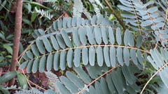 Sesbania grandiflora