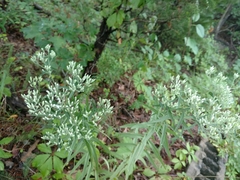 Eupatorium torreyanum