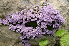 Globularia repens