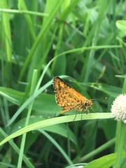 Ampittia dioscorides camertes