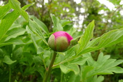 Paeonia officinalis