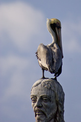 Pelecanus occidentalis