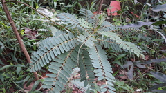 Sesbania grandiflora