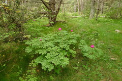 Paeonia officinalis