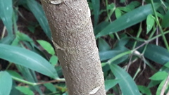 Sesbania grandiflora