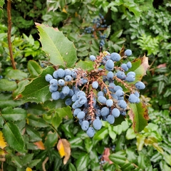 Berberis aquifolium