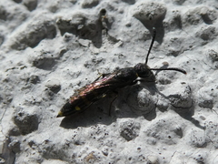 Monosapyga clavicornis