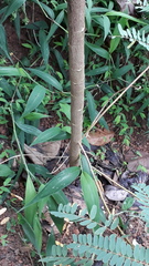 Sesbania grandiflora