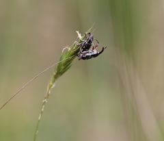 Aoplocnemis rufipes