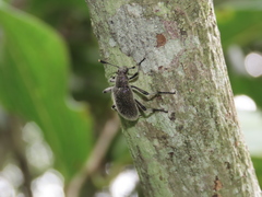 Strongylium albopilosum