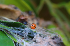 Cheilomenes propinqua