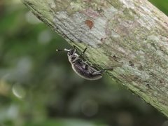 Strongylium albopilosum