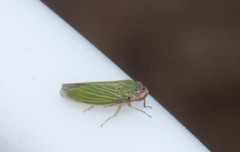 Xyphon reticulatum