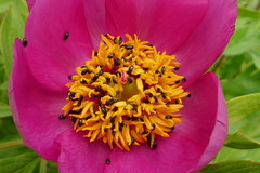Paeonia officinalis