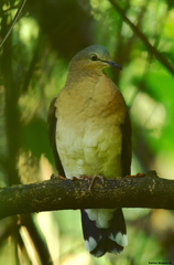 Leptotila plumbeiceps