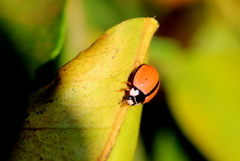 Cheilomenes propinqua