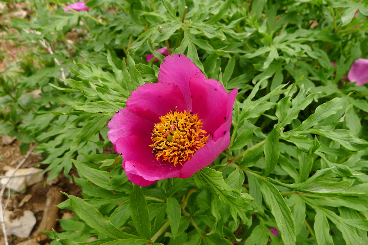 Paeonia