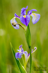 Iris hexagona